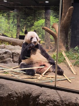恩賜上野動物園に投稿された画像（2025/12/13）