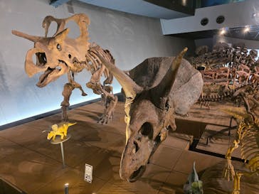 福井県立恐竜博物館に投稿された画像（2025/12/13）