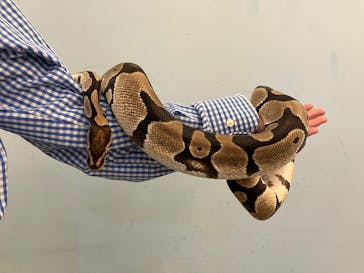 Moff アニマル カフェ イーアス 高尾店に投稿された画像（2025/12/13）