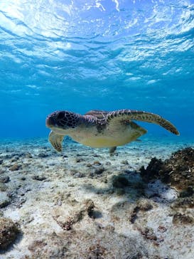 宮古島 ADVENTURE PiPi（ミヤコジマ アドベンチャー ピピ）に投稿された画像（2025/12/13）