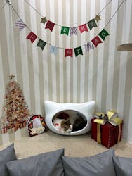 猫カフェモカ 京都河原町店に投稿された画像（2025/12/13）