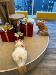 猫カフェモカ 京都河原町店に投稿された画像（2025/12/13）