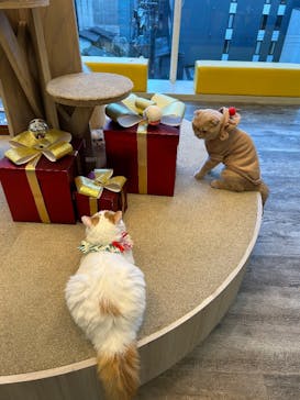 猫カフェモカ 京都河原町店に投稿された画像（2025/12/13）