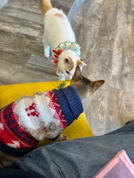 猫カフェモカ 京都河原町店に投稿された画像（2025/12/13）