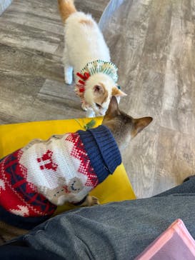 猫カフェモカ 京都河原町店に投稿された画像（2025/12/13）