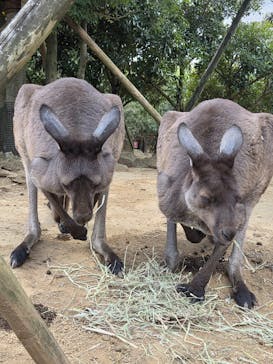 伊豆シャボテン動物公園に投稿された画像（2025/12/13）