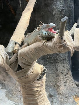 恩賜上野動物園に投稿された画像（2025/12/13）
