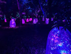 チームラボ ボタニカルガーデン 大阪に投稿された画像（2025/12/13）