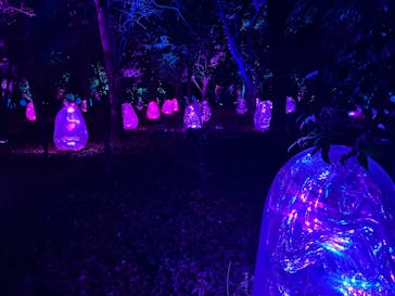 チームラボ ボタニカルガーデン 大阪に投稿された画像（2025/12/13）