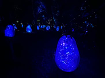 チームラボ ボタニカルガーデン 大阪に投稿された画像（2025/12/13）