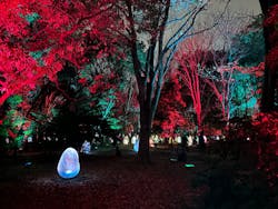 チームラボ ボタニカルガーデン 大阪に投稿された画像（2025/12/13）