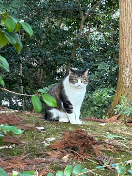 松江城に投稿された画像（2025/12/13）