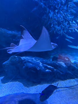 マクセル アクアパーク品川に投稿された画像（2025/12/13）