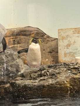 マクセル アクアパーク品川に投稿された画像（2025/12/13）