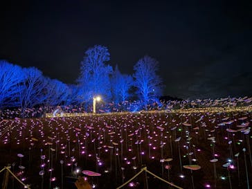 いばらきフラワーパークに投稿された画像（2025/12/13）