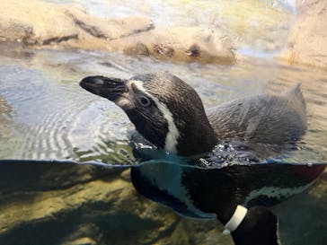 新江ノ島水族館に投稿された画像（2025/12/13）