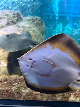 新江ノ島水族館に投稿された画像（2025/12/13）