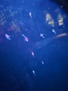 環境水族館アクアマリンふくしまに投稿された画像（2025/12/13）