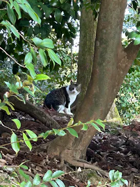 松江城に投稿された画像（2025/12/13）