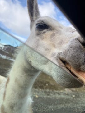 東北サファリパークに投稿された画像（2025/12/13）