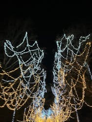 とっとり花回廊に投稿された画像（2025/12/14）