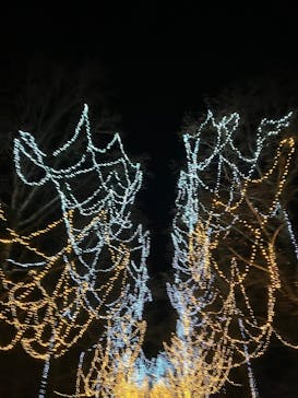 とっとり花回廊に投稿された画像（2025/12/14）