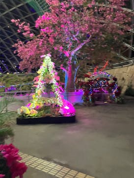 とっとり花回廊に投稿された画像（2025/12/14）