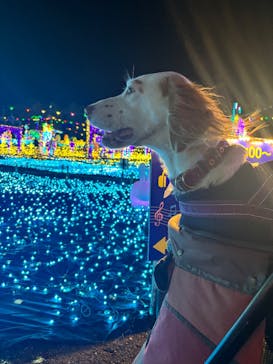 伊豆高原グランイルミに投稿された画像（2025/12/14）