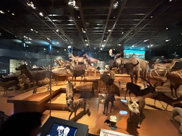 特別展「大絶滅展―生命史のビッグファイブ」に投稿された画像（2025/12/14）