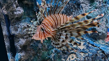 シン・マリホ水族館に投稿された画像（2025/12/14）