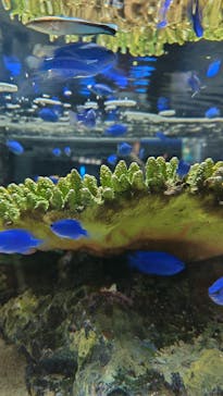 シン・マリホ水族館に投稿された画像（2025/12/14）