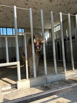 しろとり動物園に投稿された画像（2025/12/14）
