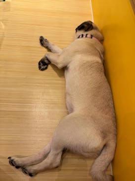 いぬカフェRio廿日市店に投稿された画像（2025/12/14）