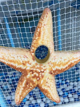 伊豆・三津シーパラダイスに投稿された画像（2025/12/14）