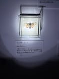 特別展「昆虫MANIAC」（名古屋会場）に投稿された画像（2025/12/14）