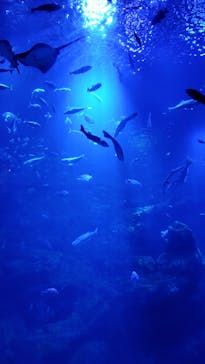 京都鉄道博物館×京都水族館に投稿された画像（2025/12/14）