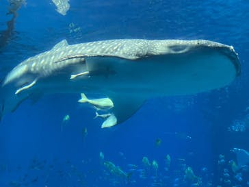 沖縄美ら海水族館に投稿された画像（2025/12/14）