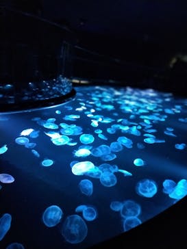 すみだ水族館に投稿された画像（2025/12/14）