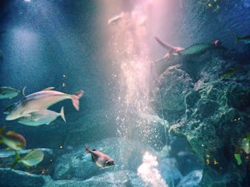 すみだ水族館に投稿された画像（2025/12/14）