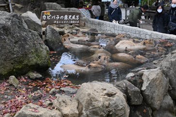 伊豆シャボテン動物公園に投稿された画像（2025/12/14）