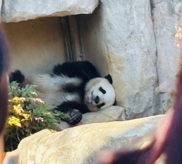 恩賜上野動物園に投稿された画像（2025/12/14）