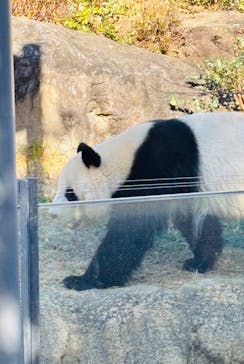 恩賜上野動物園に投稿された画像（2025/12/14）