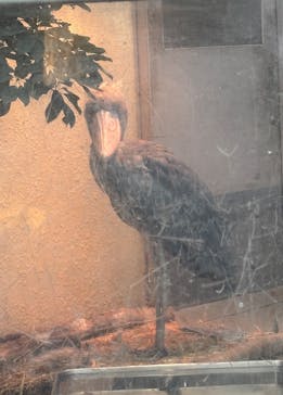 恩賜上野動物園に投稿された画像（2025/12/14）