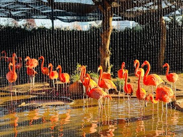 恩賜上野動物園に投稿された画像（2025/12/14）