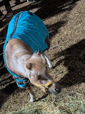 東京メガイルミに投稿された画像（2025/12/14）