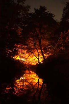 六義園に投稿された画像（2025/12/14）