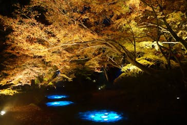 六義園に投稿された画像（2025/12/14）