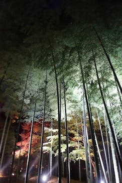 六義園に投稿された画像（2025/12/14）