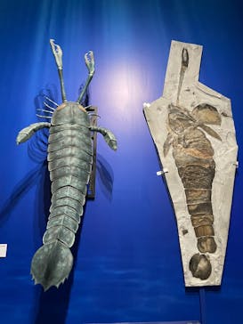 特別展「大絶滅展―生命史のビッグファイブ」に投稿された画像（2025/12/14）