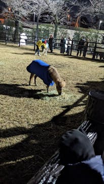 東京メガイルミに投稿された画像（2025/12/14）